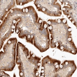 SYTL4 Antibody, Novus Biologicals:Antibodies:Primary Antibodies
